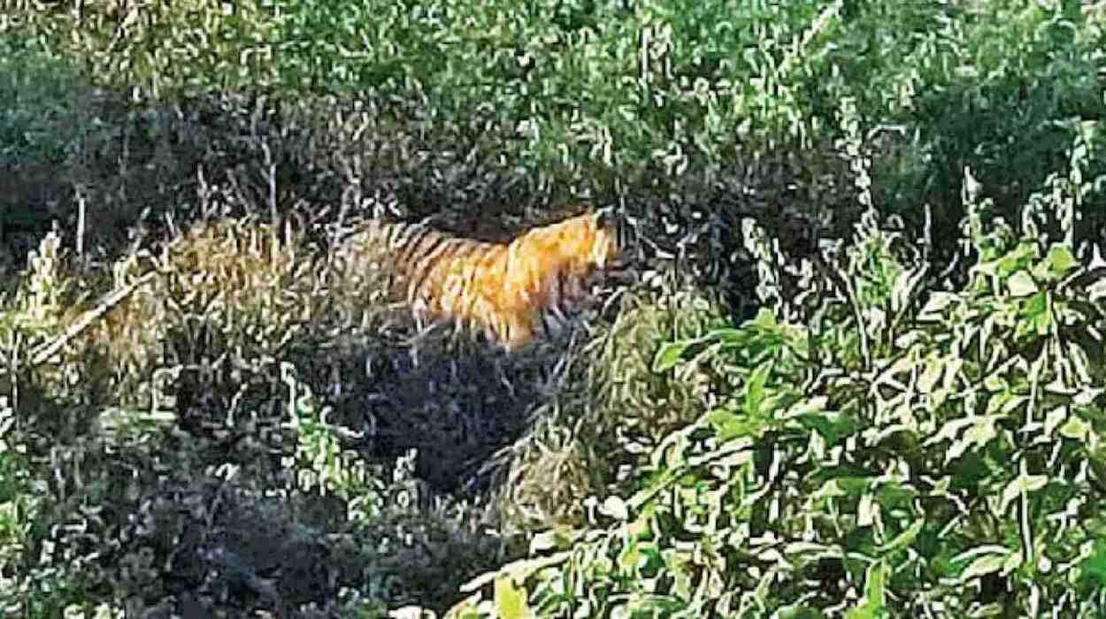 Tiger Sighting Sparks Panic Near Badamal Ammunition Factory In Bolangir