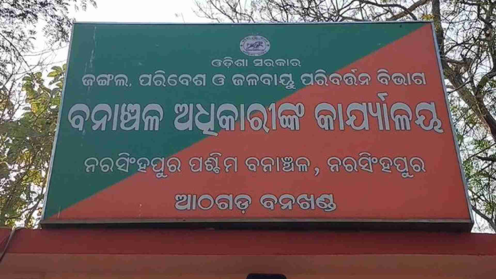 Cuttack: Elephant Believed To Be Ill Spotted In Narasinghpur