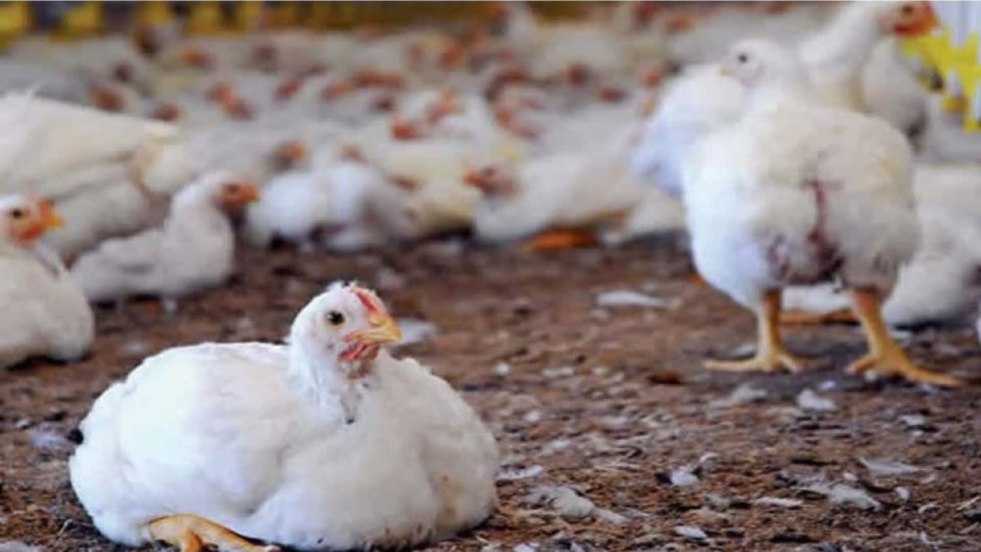 Bird Flu Alert in Delang: Health Teams Mobilized