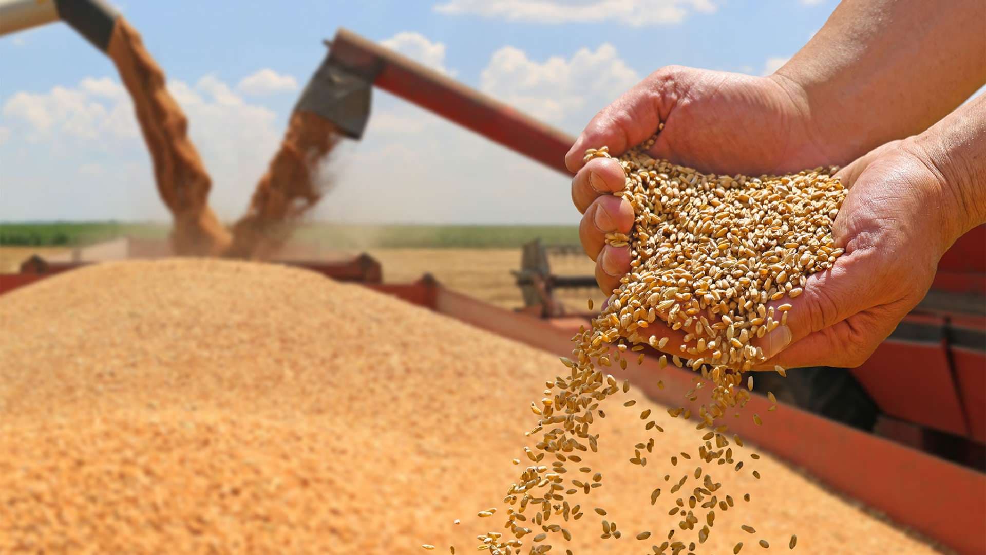 Odisha Minister Vows Quality Control in Wheat Distribution