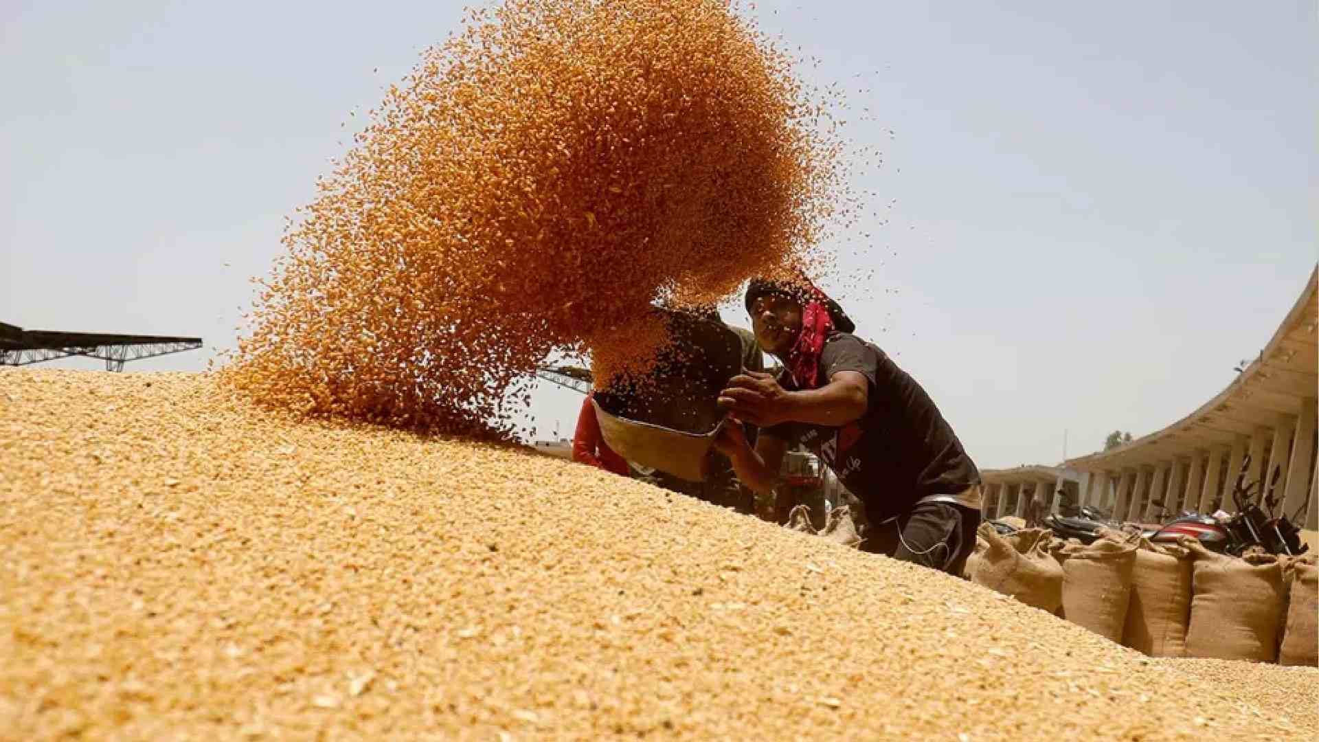 Odisha to Begin Kharif Paddy Procurement from November 1, Farmer Registration Opens Today