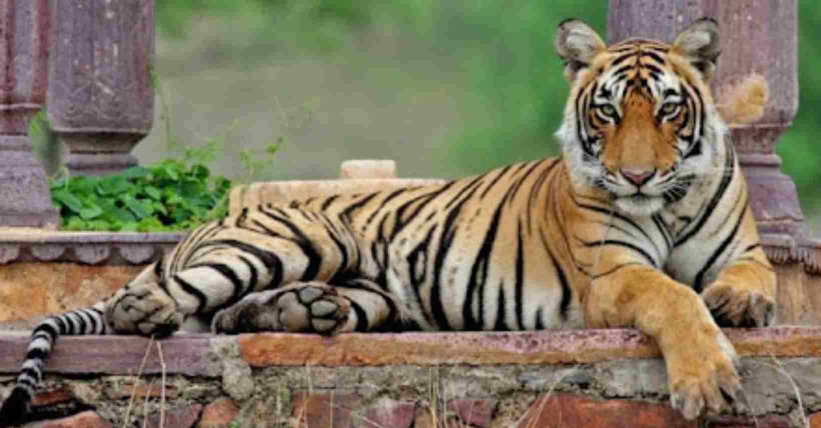On International Tiger Day, TN's Mudumalai Tiger Reserve Records 28 Pc Rise In Feline Population