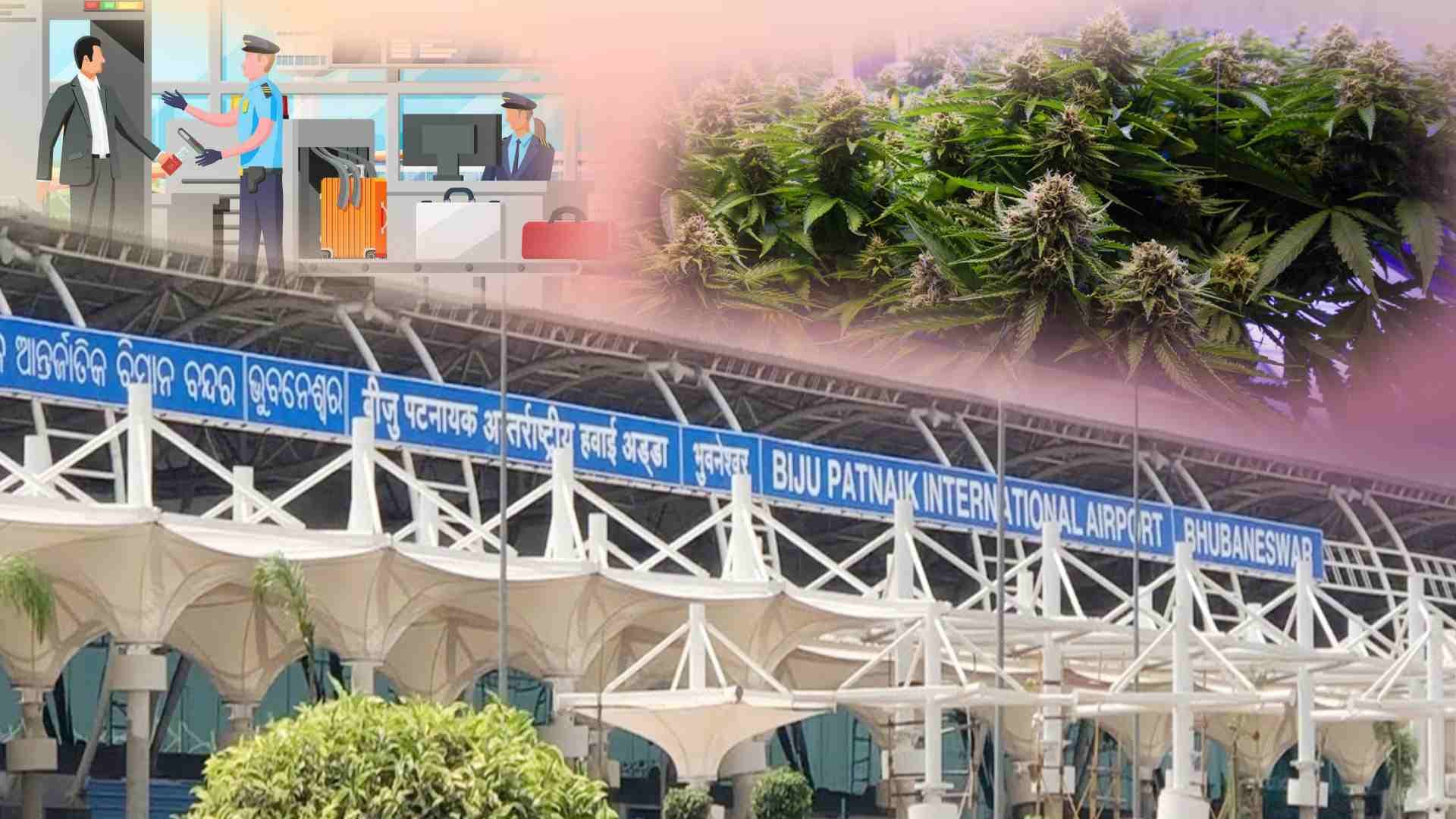 ₹30 Crore Hydroponic Marijuana Seized at Bhubaneswar Airport