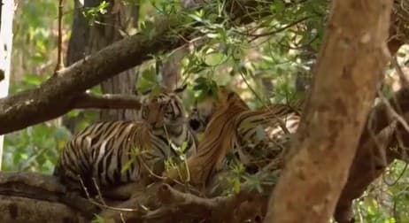 Nandankanan Zoo Celebrates Tiger Day, Focuses On Melanistic Breeding