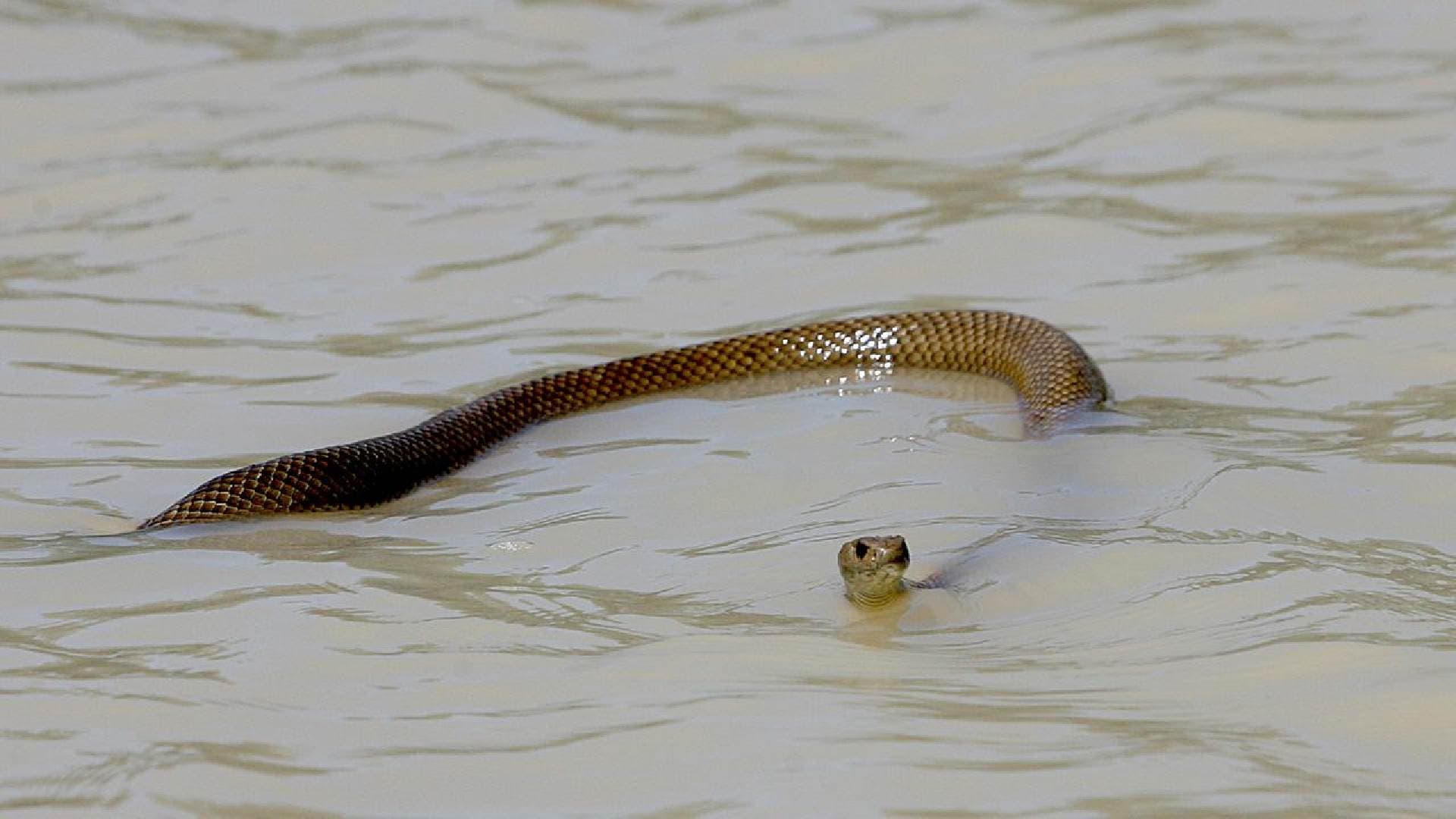 Snakebite Cases Soar in Odisha: Health Dept Issues Flood-Zone Alert