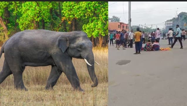 Dhenkanal: Elephant Attack Claims Three Lives, Forest Officials Suspended
