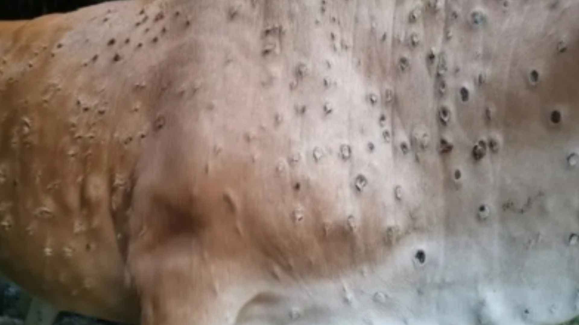 Lumpy Skin Disease Reported In 10 States, Over 28 Cr Animals Vaccinated: Centre