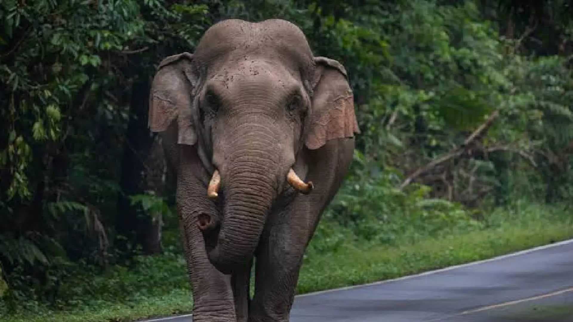 Odisha Tops Elephant Attack Deaths: 624 Lives Lost in 5 Years