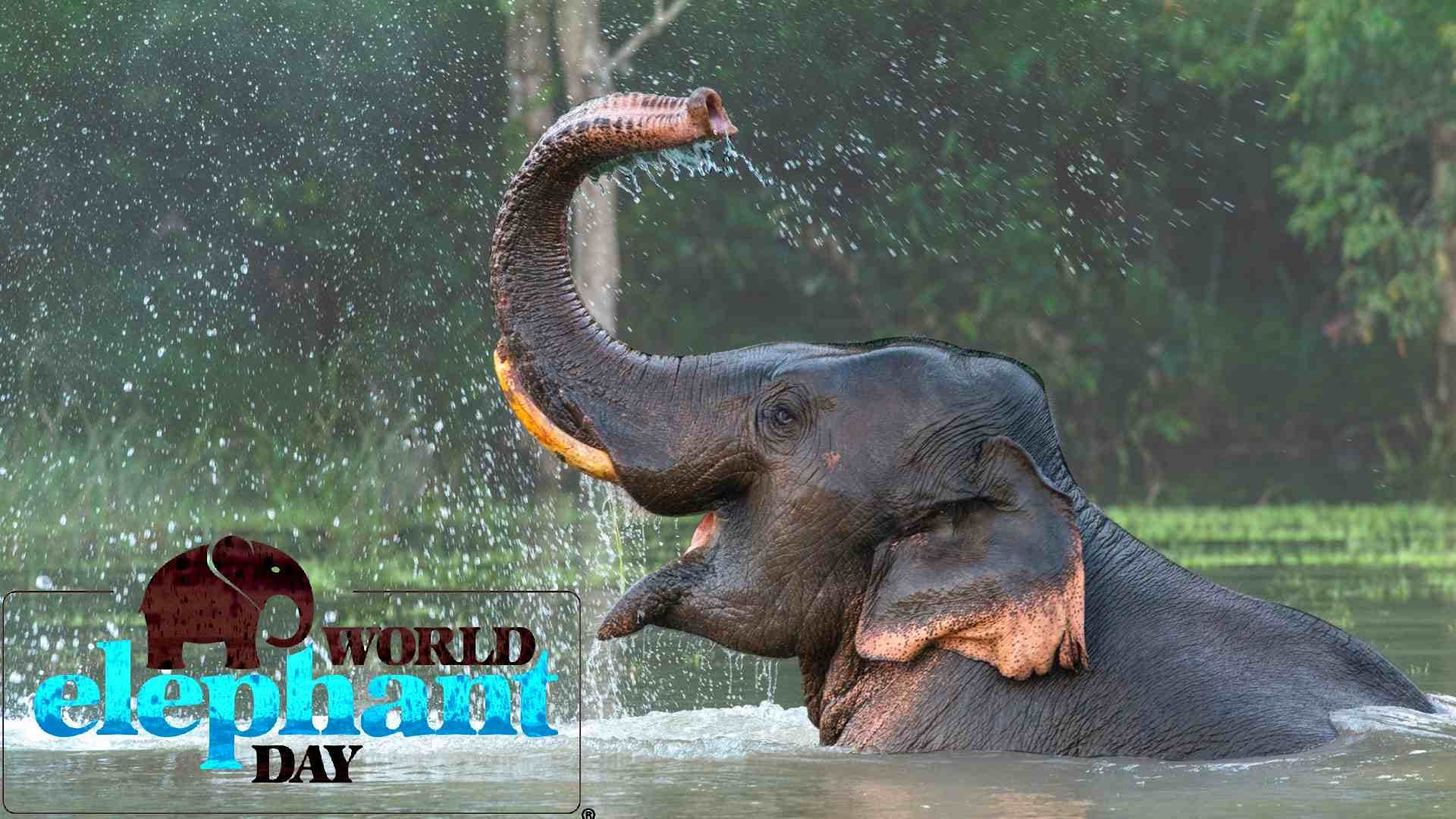World Elephant Day 2025: Odisha’s Gentle Giants Face Grim Challenges