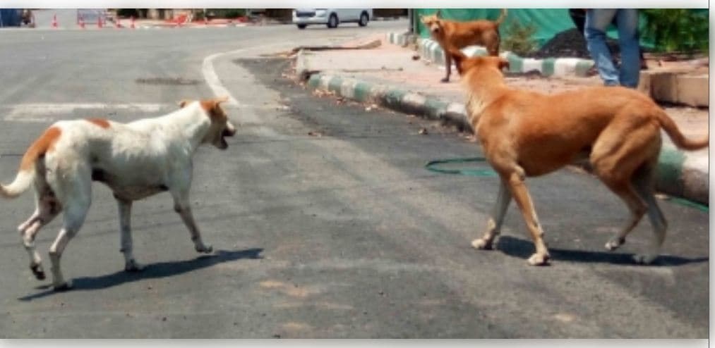 3-Judge SC Bench To Hear Afresh Issue Of Strays In Delhi-NCR