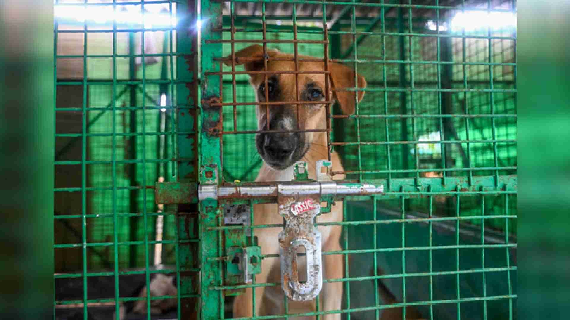 Amid Uproar, Larger SC Bench To Again Hear Stray Dogs Case Today