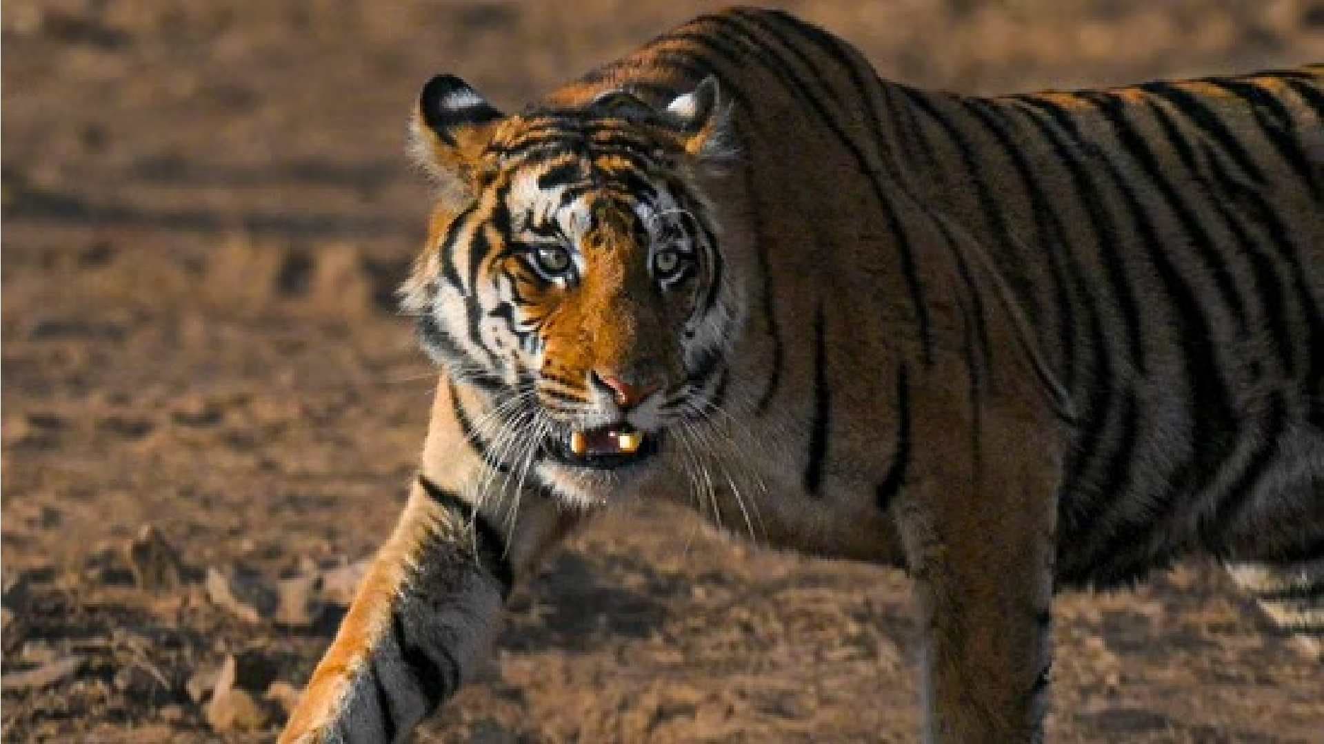Jharsuguda: Royal Bengal Tiger Footprints Spark Fear Across Odisha Villages