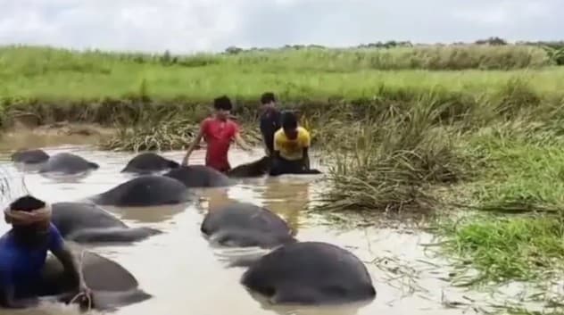 73 Buffaloes Found Dead in Brahmani River, Panic Grips Odisha Village