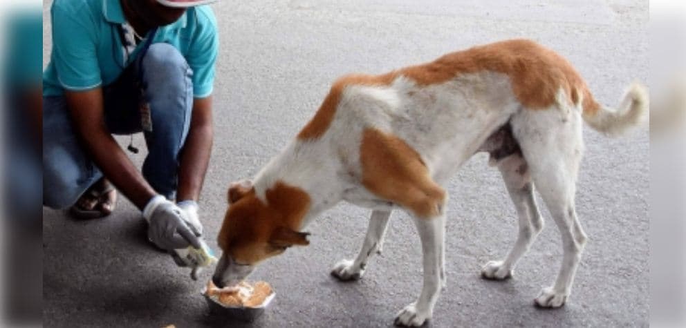 SC To Deliver Verdict On Issue Of Strays In Delhi-NCR Tomorrow
