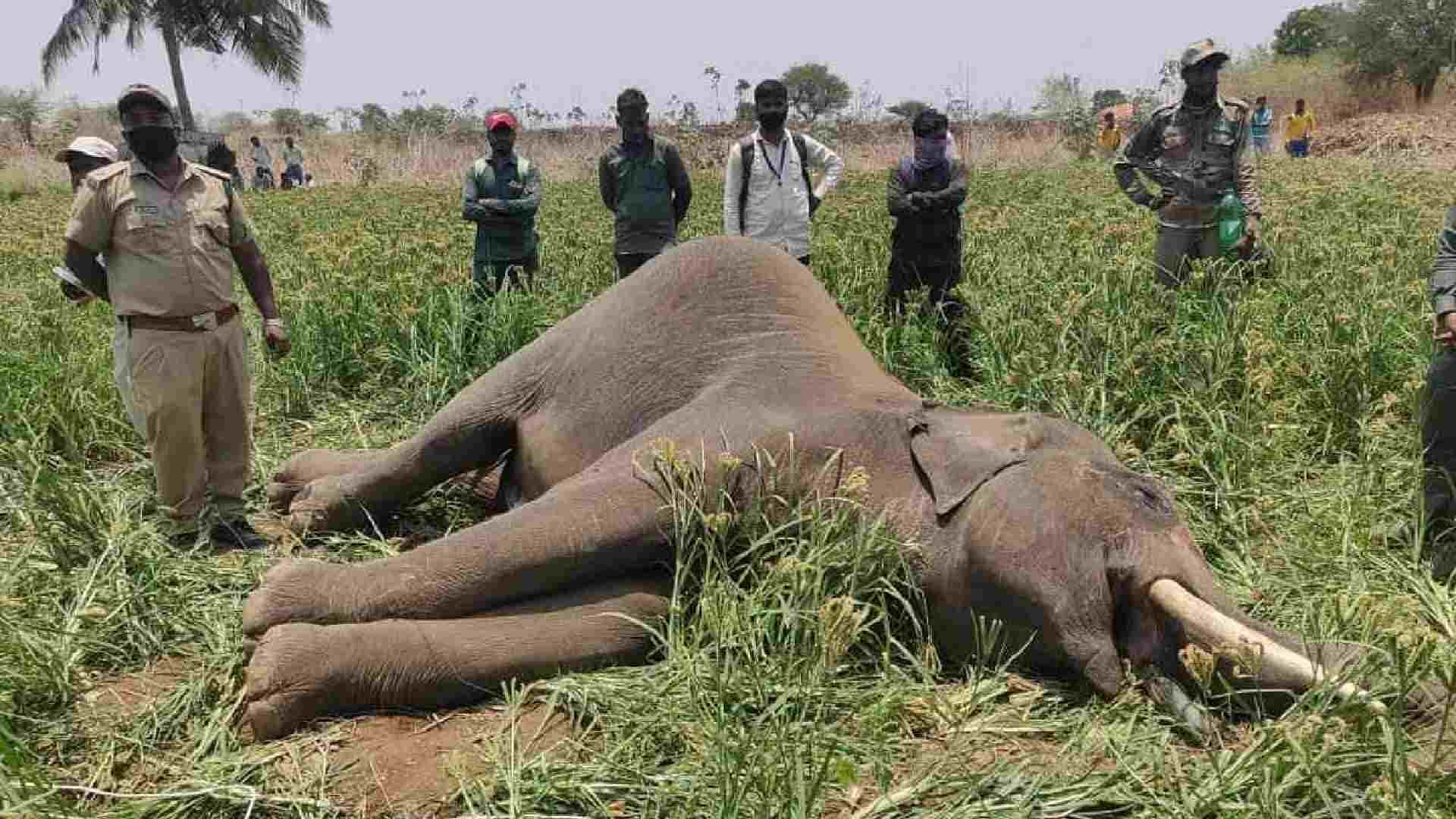 100 Elephants Dead in 3 Years: Odisha’s Wildlife Crisis Deepens