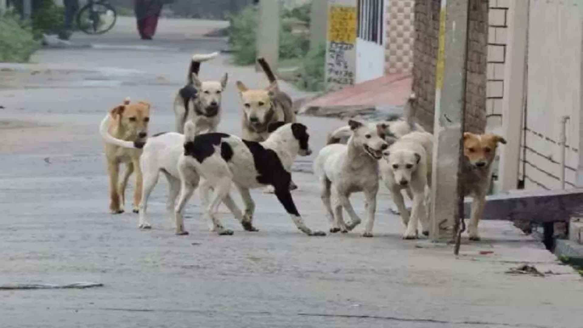 Stray Dog Census, Vaccination Drive to Begin Across Odisha