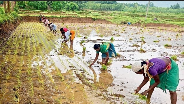 Vedanta Scales Up SRI Farming In Kalahandi, Boosting Yields And Sustainability
