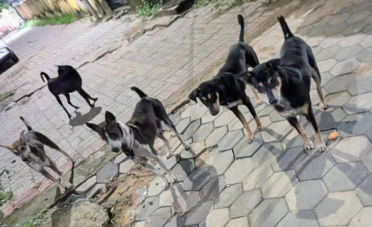 Odisha To Sterilise And Vaccinate 7 Lakh Stray Dogs Following Supreme Court Directive