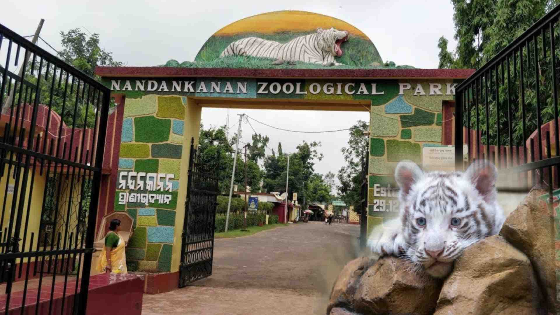 Born Weak, Fought Hard: Nandankanan’s White Cub Passes Away