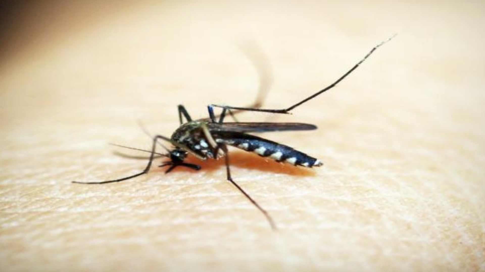 WHO-Recommended Spatial Repellants Effective For Tackling Malaria: Study