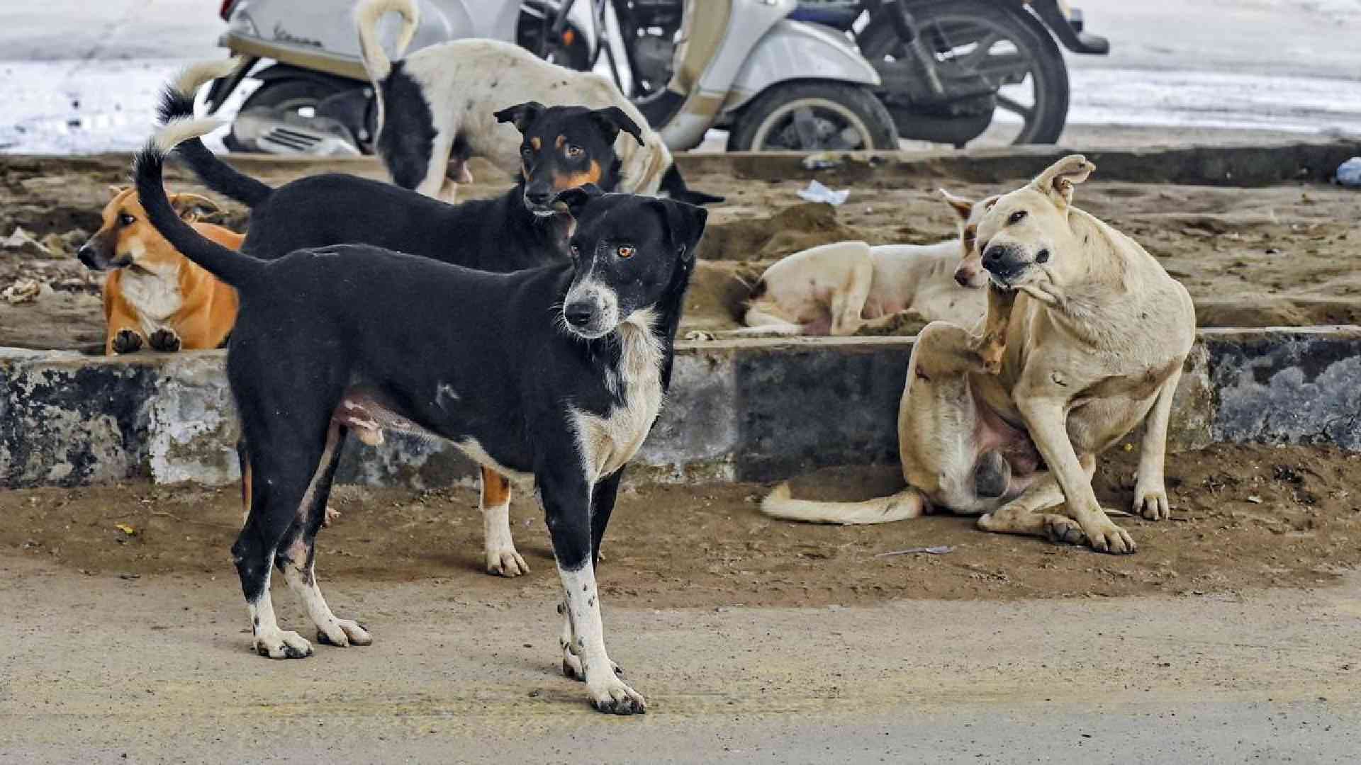 Bhubaneswar Gears Up for First Citywide Dog Census