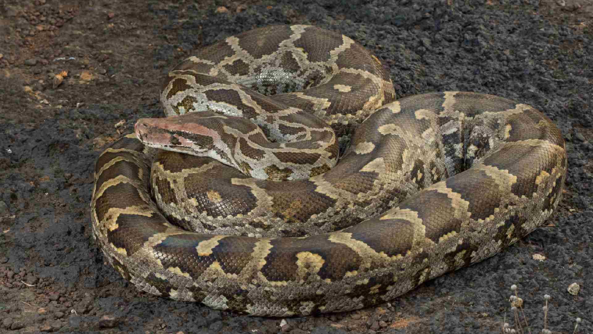 Missing Ducks Mystery Solved: It Was a Python!