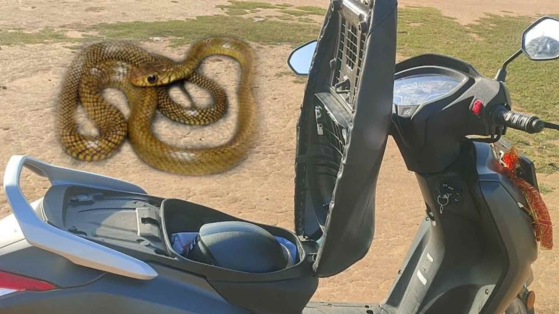 Snake in the Scooter: Bhubaneswar Man’s Dicky Horror