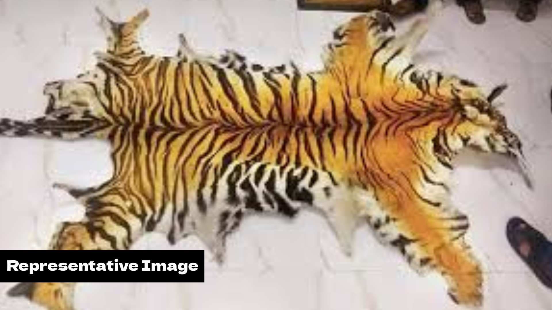 Tiger Skin Trafficking Busted in Odisha: Seven Held, Retired Cop Among Accused