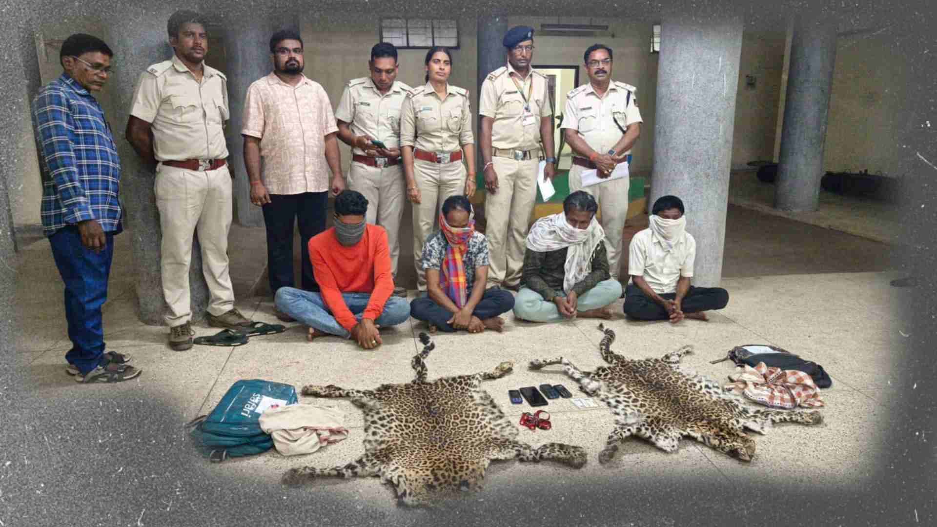 Leopard Skins Seized in Odisha, Four Held in Wildlife Trafficking Case