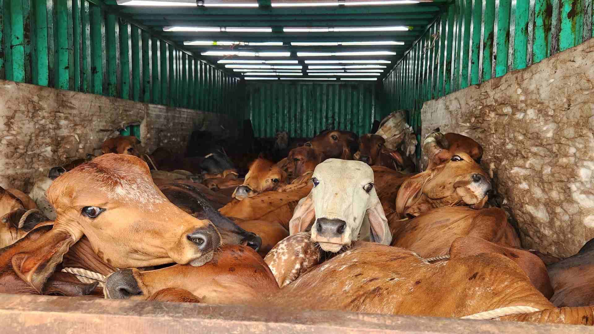 Barchana Police Bust Illegal Cattle Transport: 30+ Cows Found Dead in Odisha Container Truck