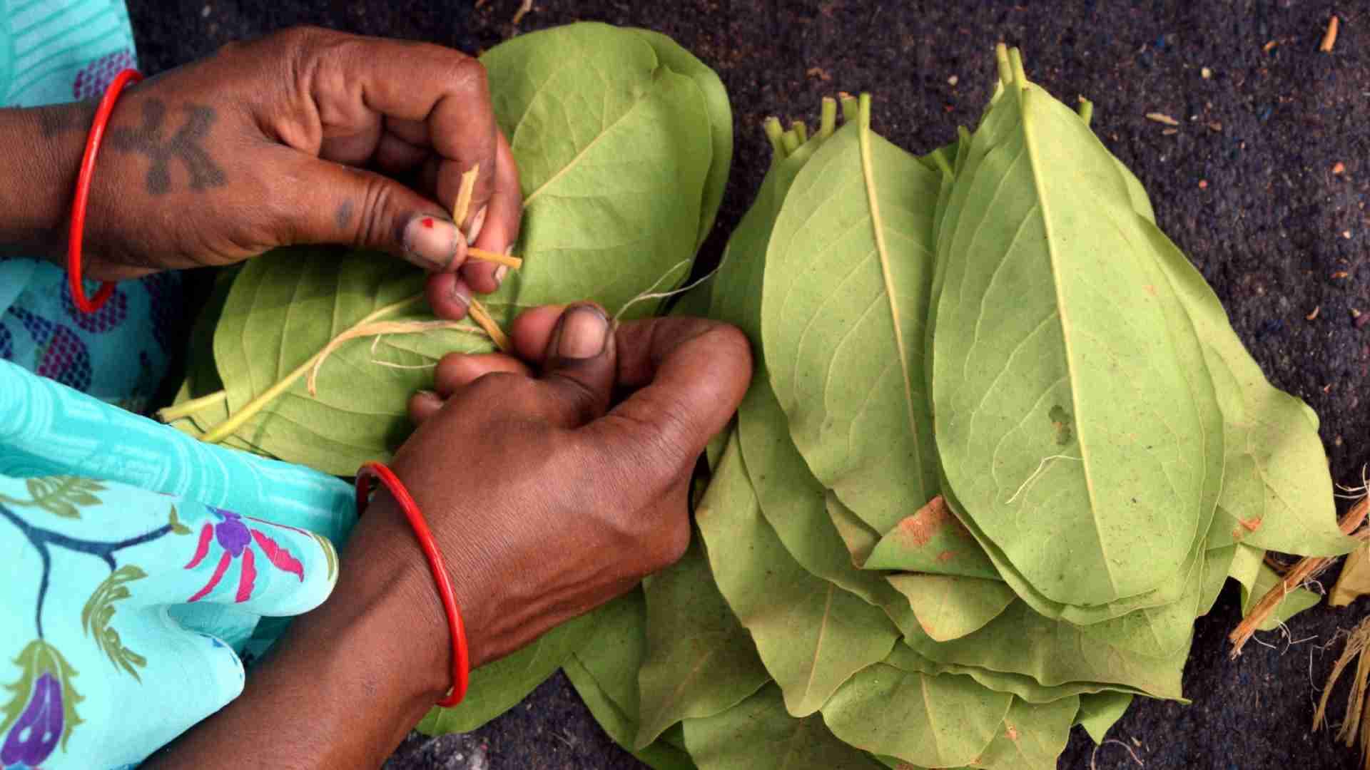 From 18% To 5%: Kendu Leaf Workers To Benefit From GST Slash
