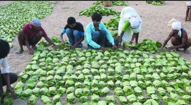 Kendu Leaf GST Slashed: Odisha Tribals To Benefit, Politics Heats Up