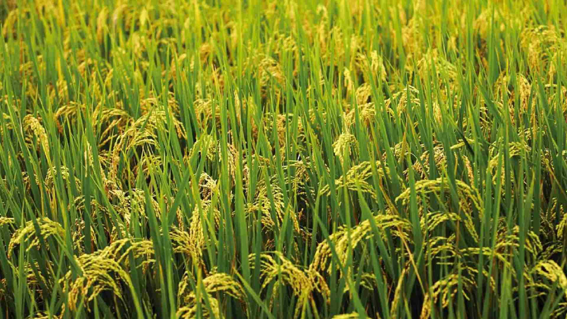 Farmers First: Odisha Sets Stage for Kharif 2025-26