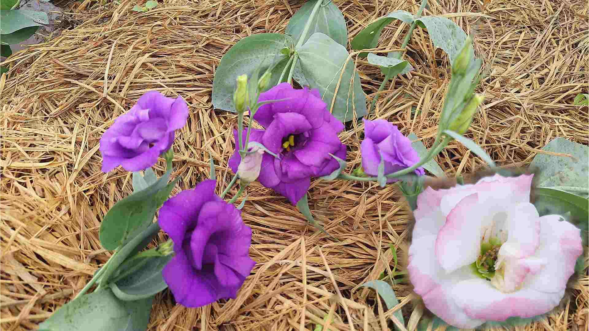 Odisha Floriculture Revolution: Exotic Eustoma Blooms in Sambalpur