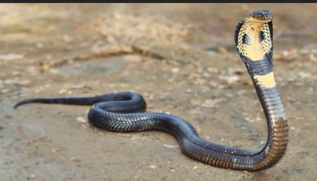 Minor Siblings Die from Snakebite In Nabarangpur Village