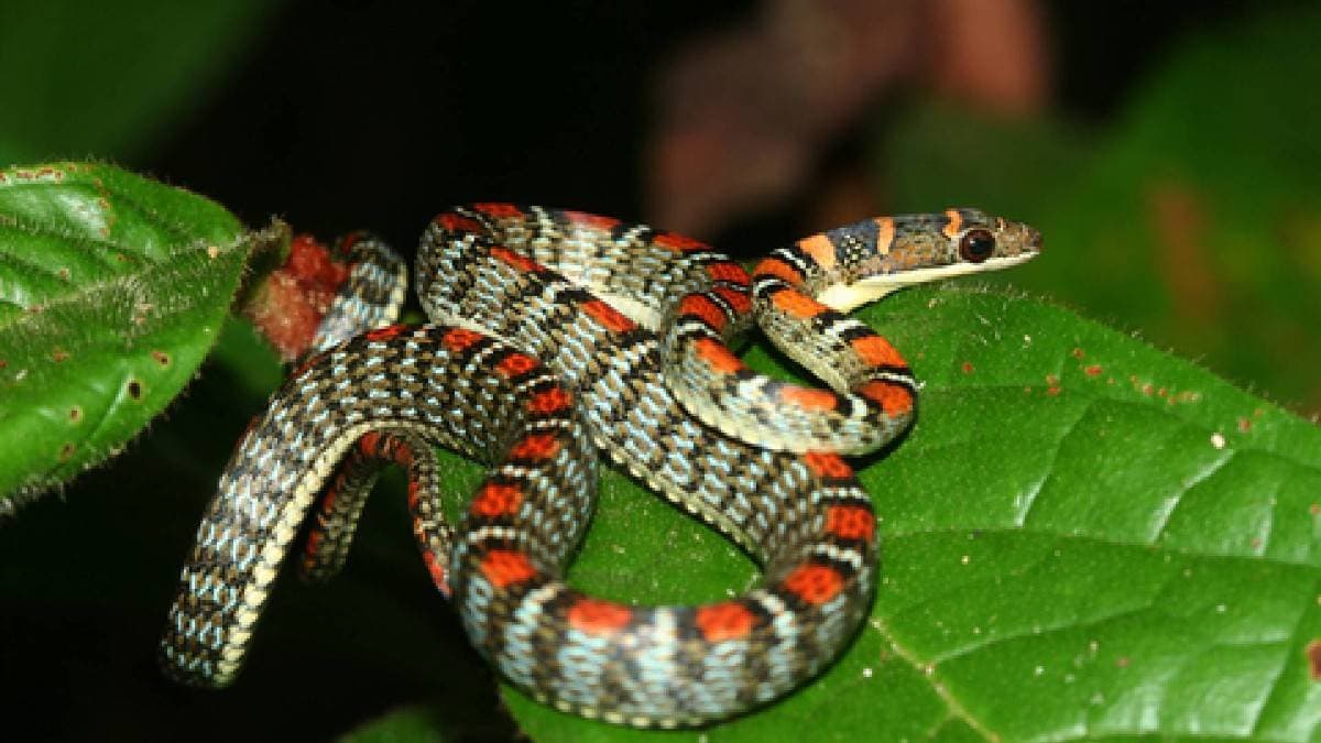 Unexpected Intruder: Flying Snake Found in Jeypore Man’s Bathroom