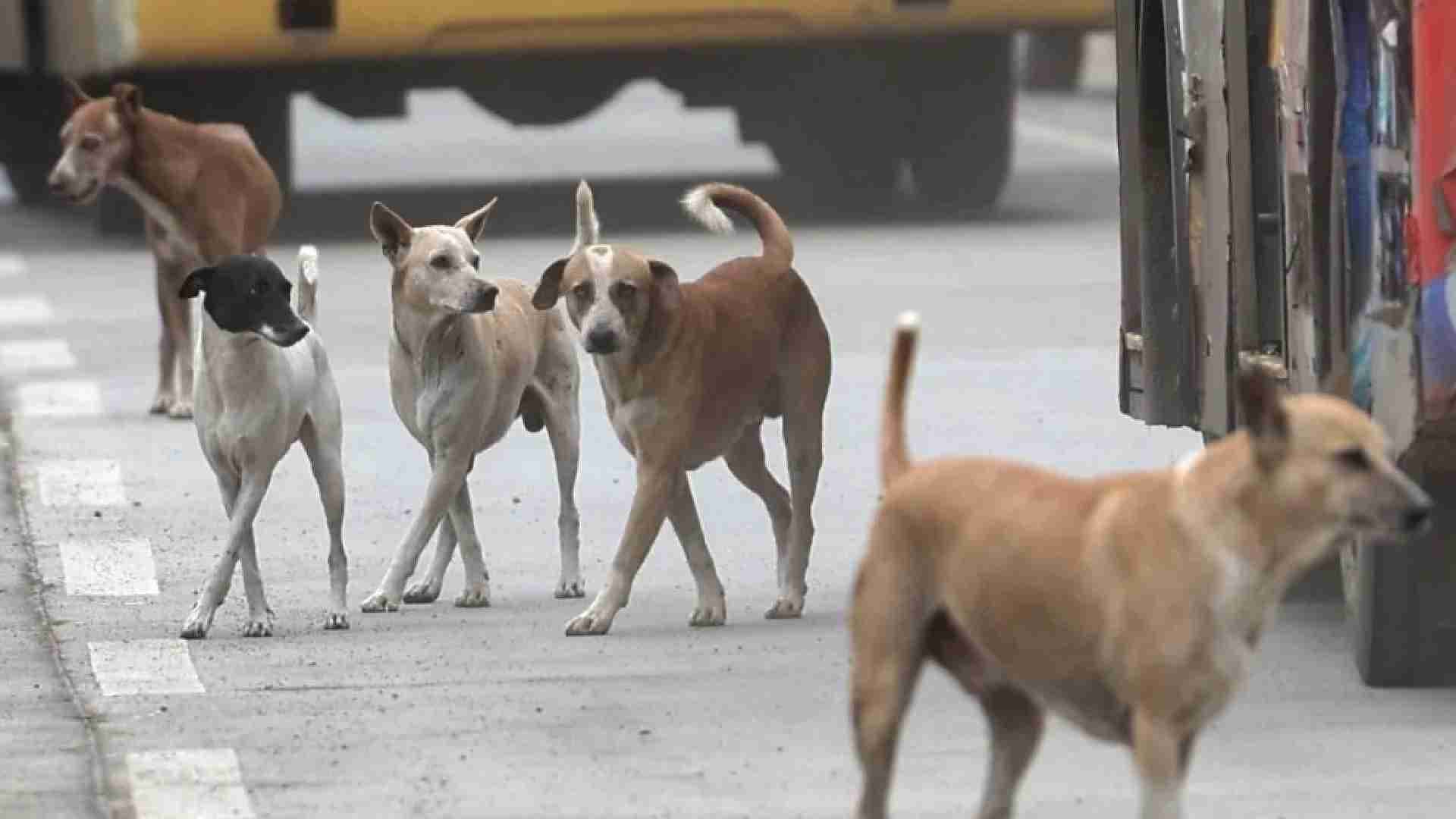 Bhubaneswar Stray Dog Census To Start From Today
