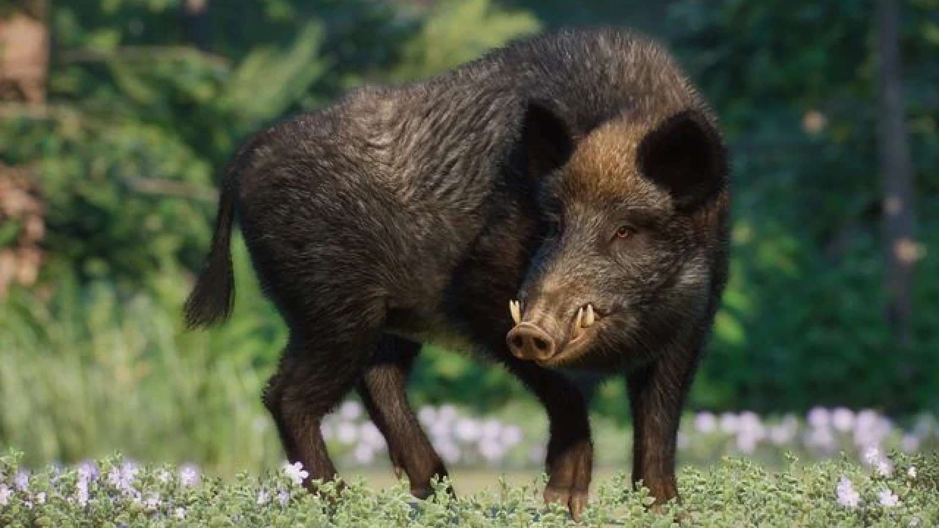 Barunei Hills Tragedy: Wild Boar Attack Claims Policeman’s Life in Odisha