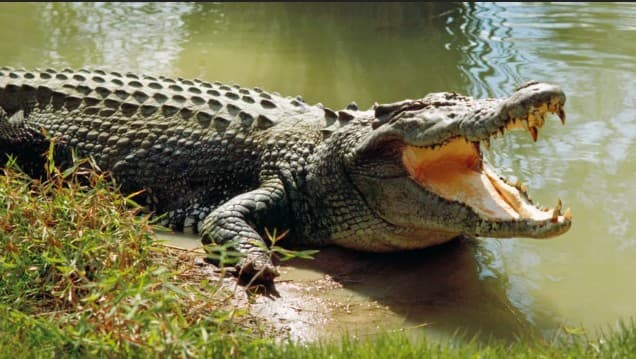 Jajpur: Crocodile Drags 59-Year-Old Woman Into Kharsrota River