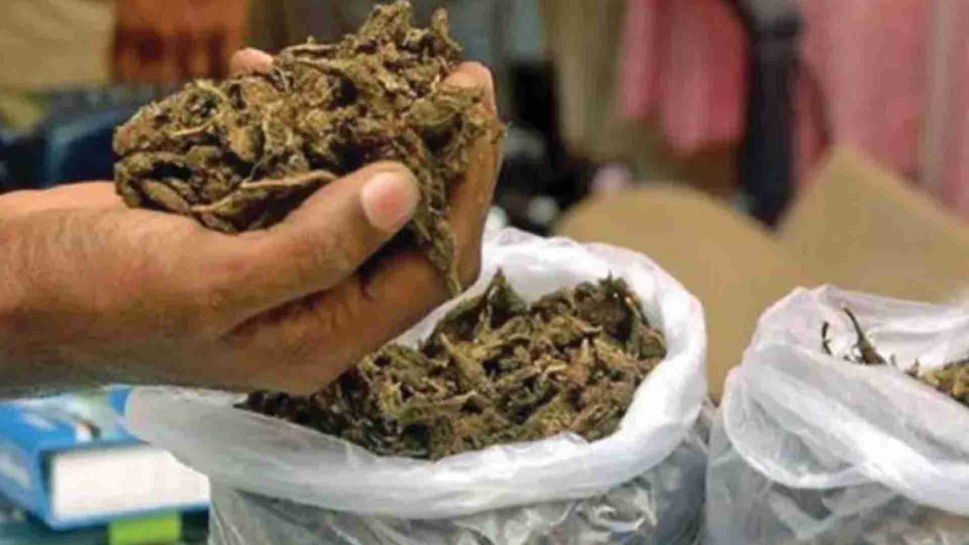 Over Two Quintals of Ganja Seized in Odisha's Subarnapur