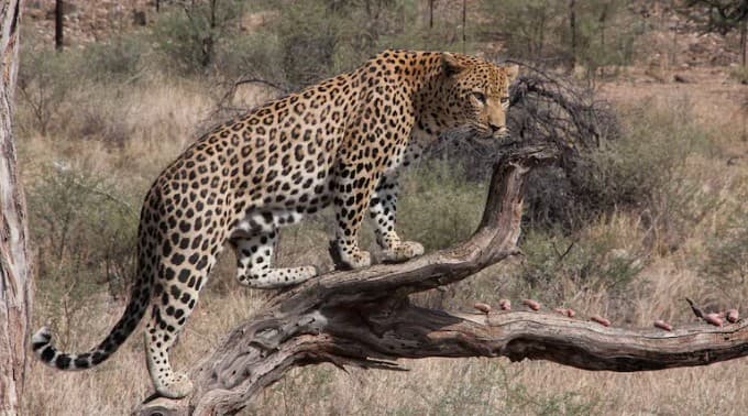 Leopard Carcass Found In Nabarangpur Village