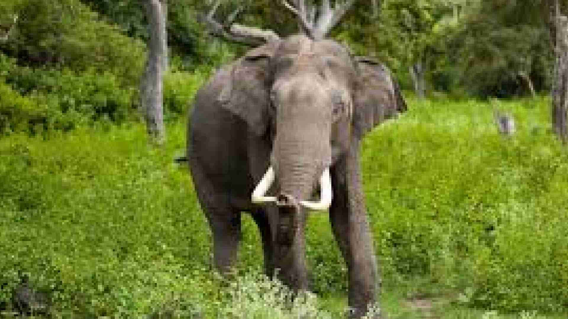 Farmer Trampled To Death By Wild Elephant In Khordha