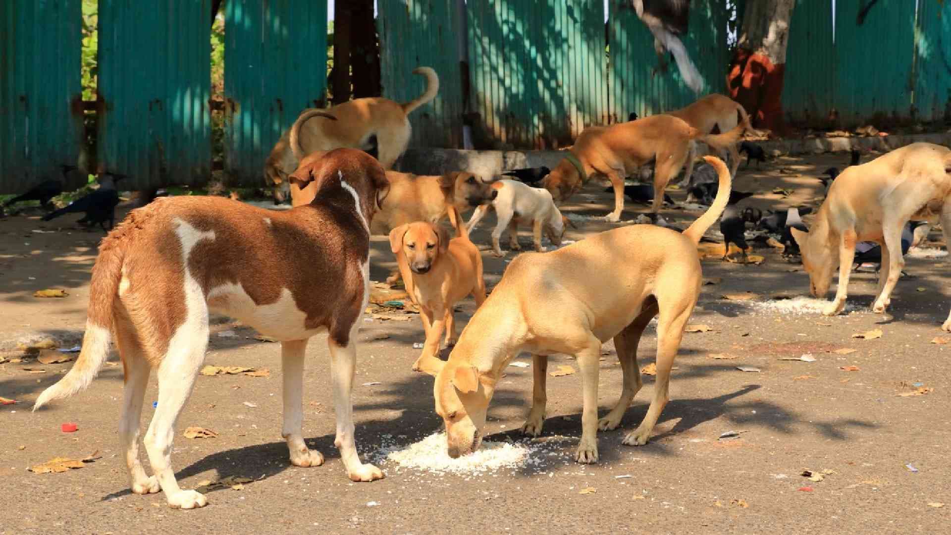 Bhubaneswar Counts 47,126 Stray Dogs in First-Ever Census