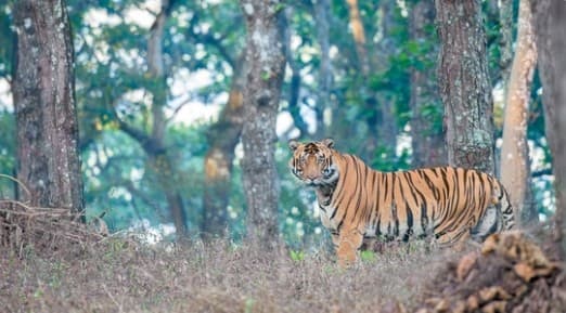 Similipal Tiger Reserve In Odisha To Reopen for Tourists From October 18