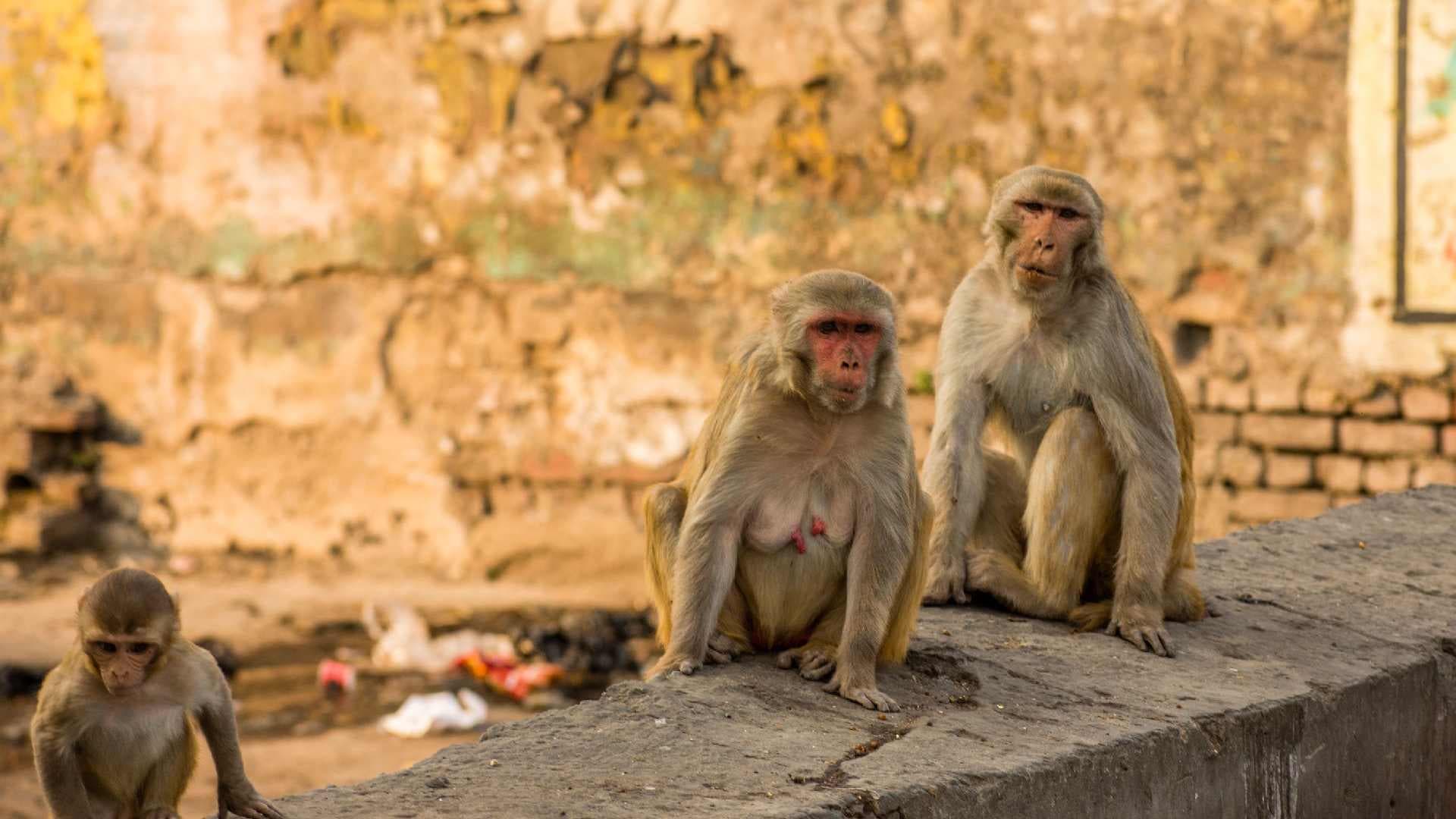 Keonjhar: Seven Injured in Monkey Attack