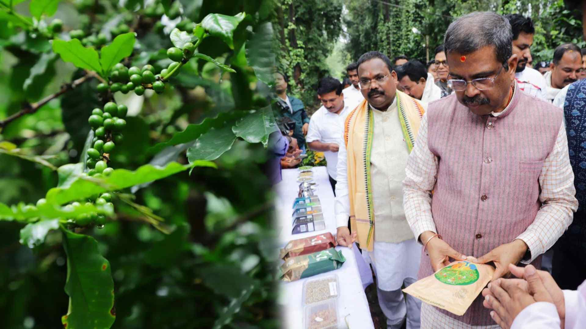 Dharmendra Pradhan Thanks PM Modi for Koraput Coffee Recognition