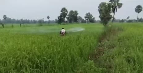 Farmers In Odisha Struggle As Pest Infestation Hits Paddy Crops