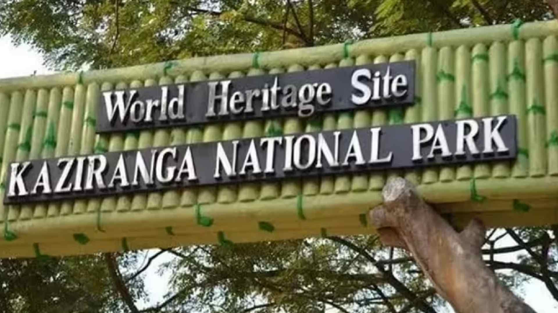 Hidden Biodiversity: Kaziranga Hosts 108 Herpetofauna, 77 Fish Species