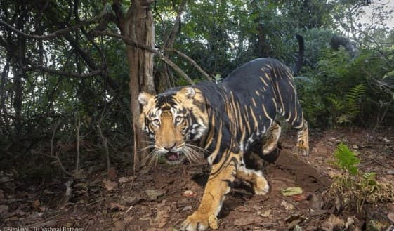 Tiger Estimation 2026 Begins At Odisha's Similipal Reserve