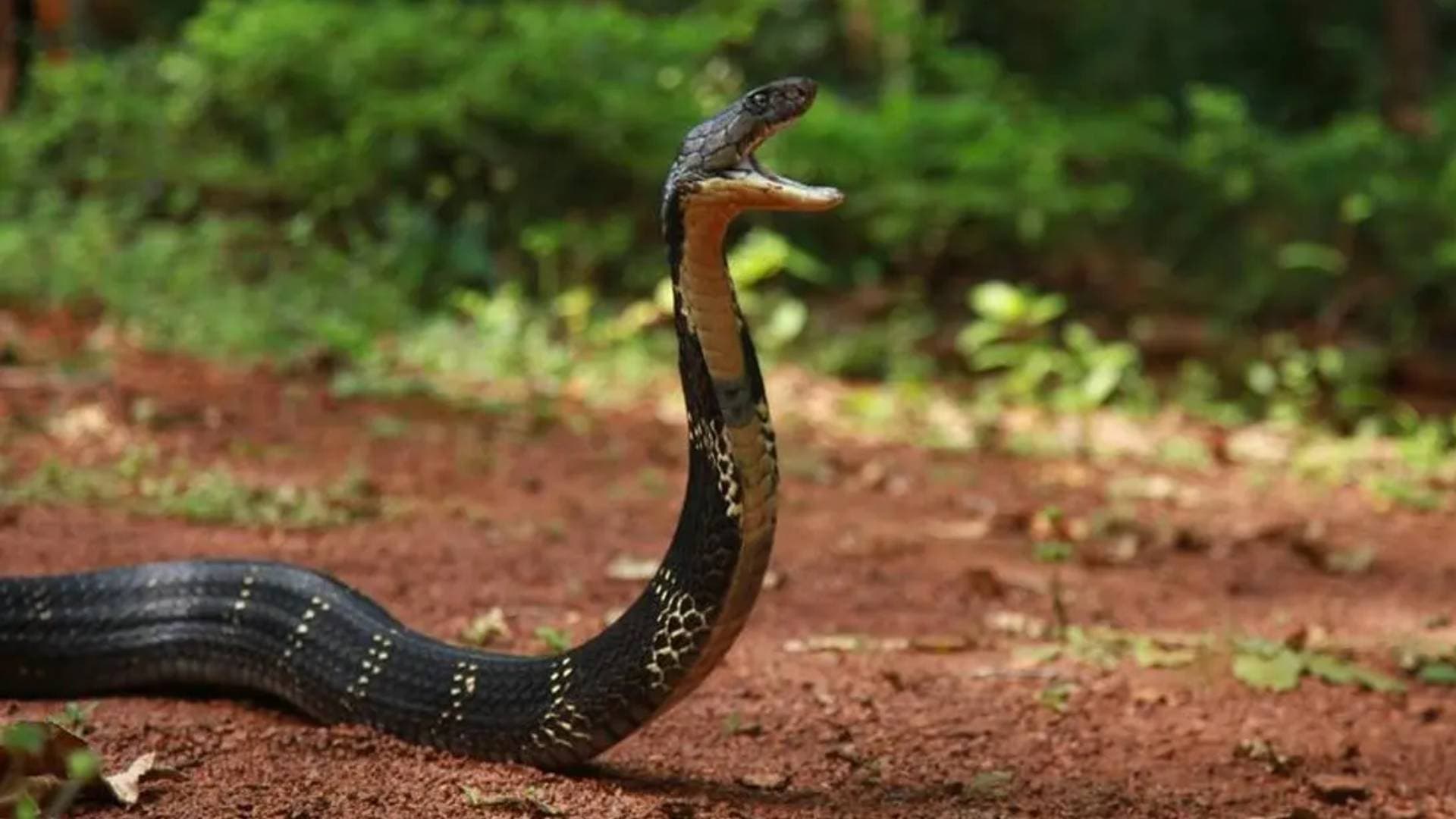 Odisha to Raise Snakebite Compensation to ₹10 Lakh